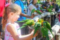 .Little girl feeding Lorikeets holding metal feeder with birds crowded on it -other Royalty Free Stock Photo